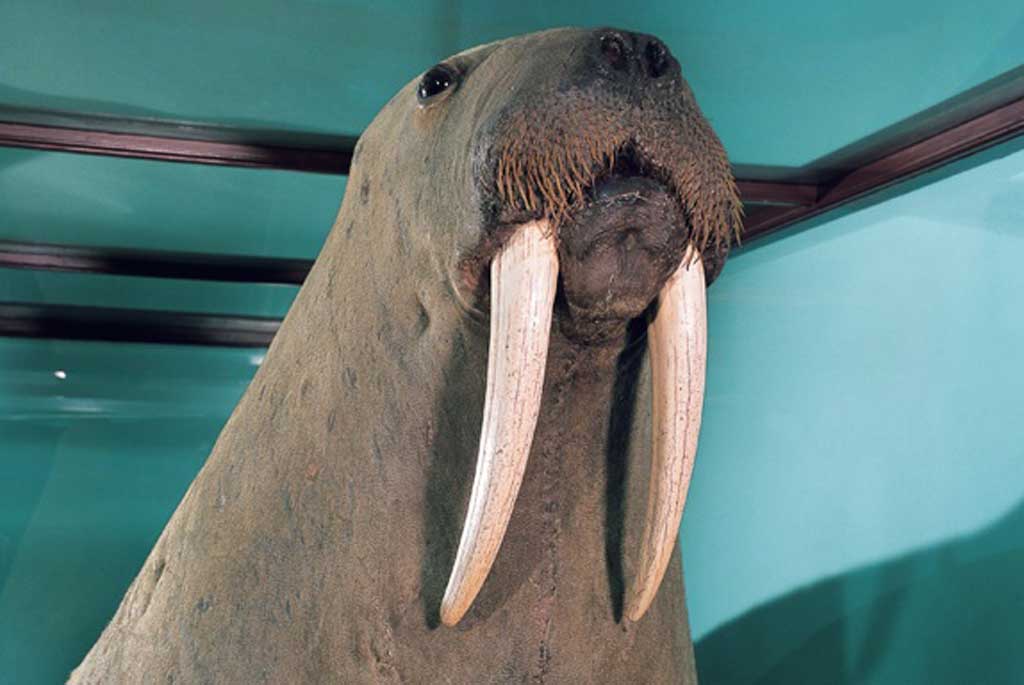 Review: Curiouser and Curiouser