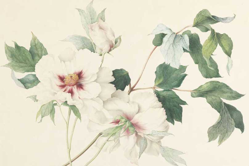 Flowers in the Fitzwilliam Museum