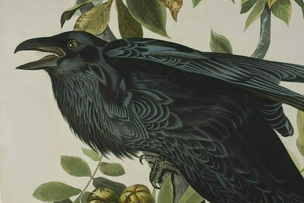 Lord of the wings – how Audubon’s career got off to a flying start