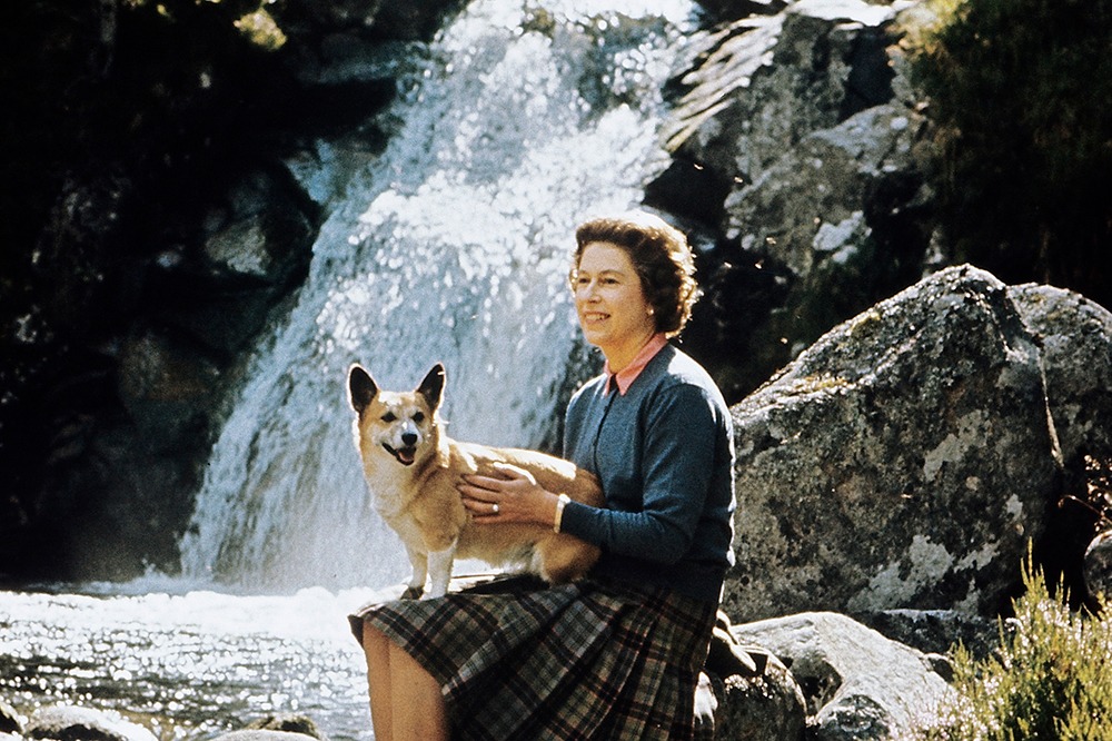 A right royal dog show