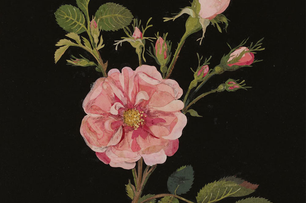 The budding stars of Irish botanical art