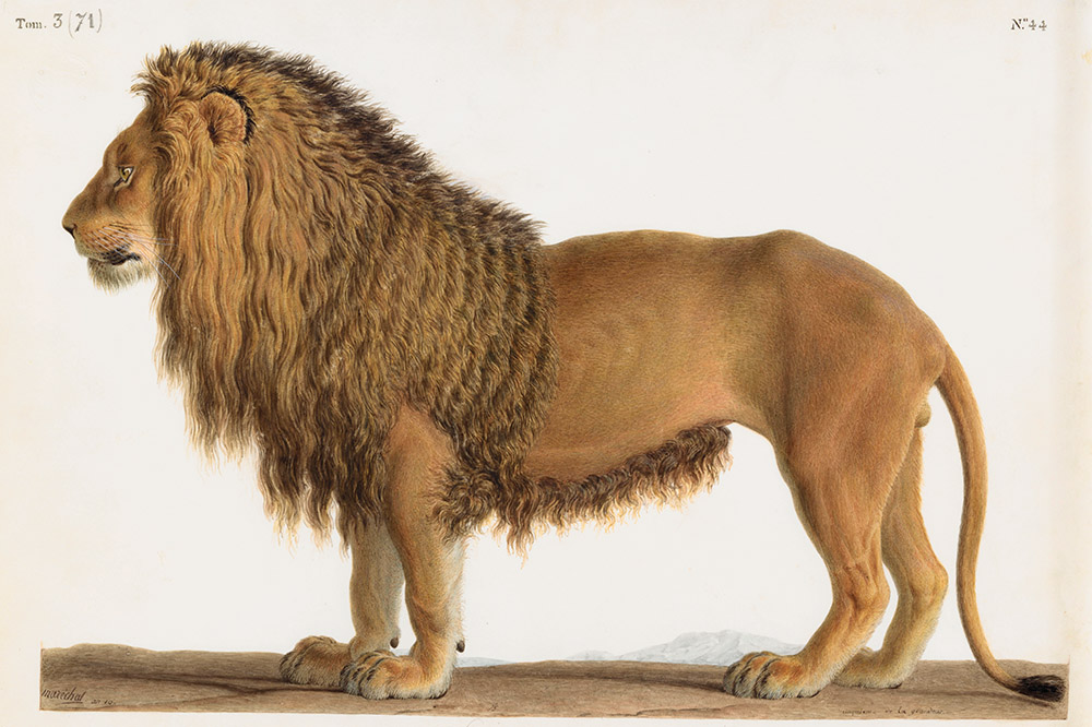 Pride and prejudice in 19th-century France