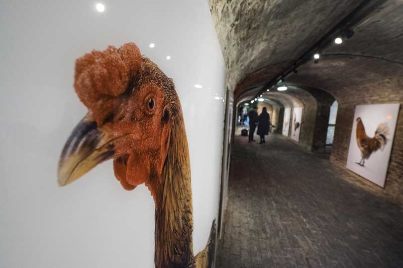 Koen Vanmechelen on the art of cross-breeding chickens
