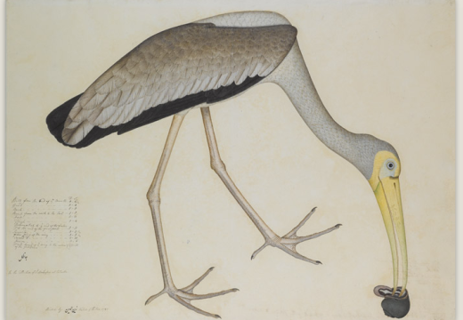 A Study of a Stork (1781) Shaykh Zayn al-Din, Company School, Calcutta. Sotheby's.