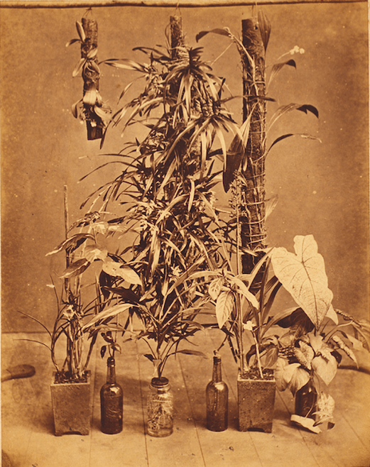 Pedro II donated his collection of over 21,000 photographs, including records of native plant specimens, to the National Library of Brazil.