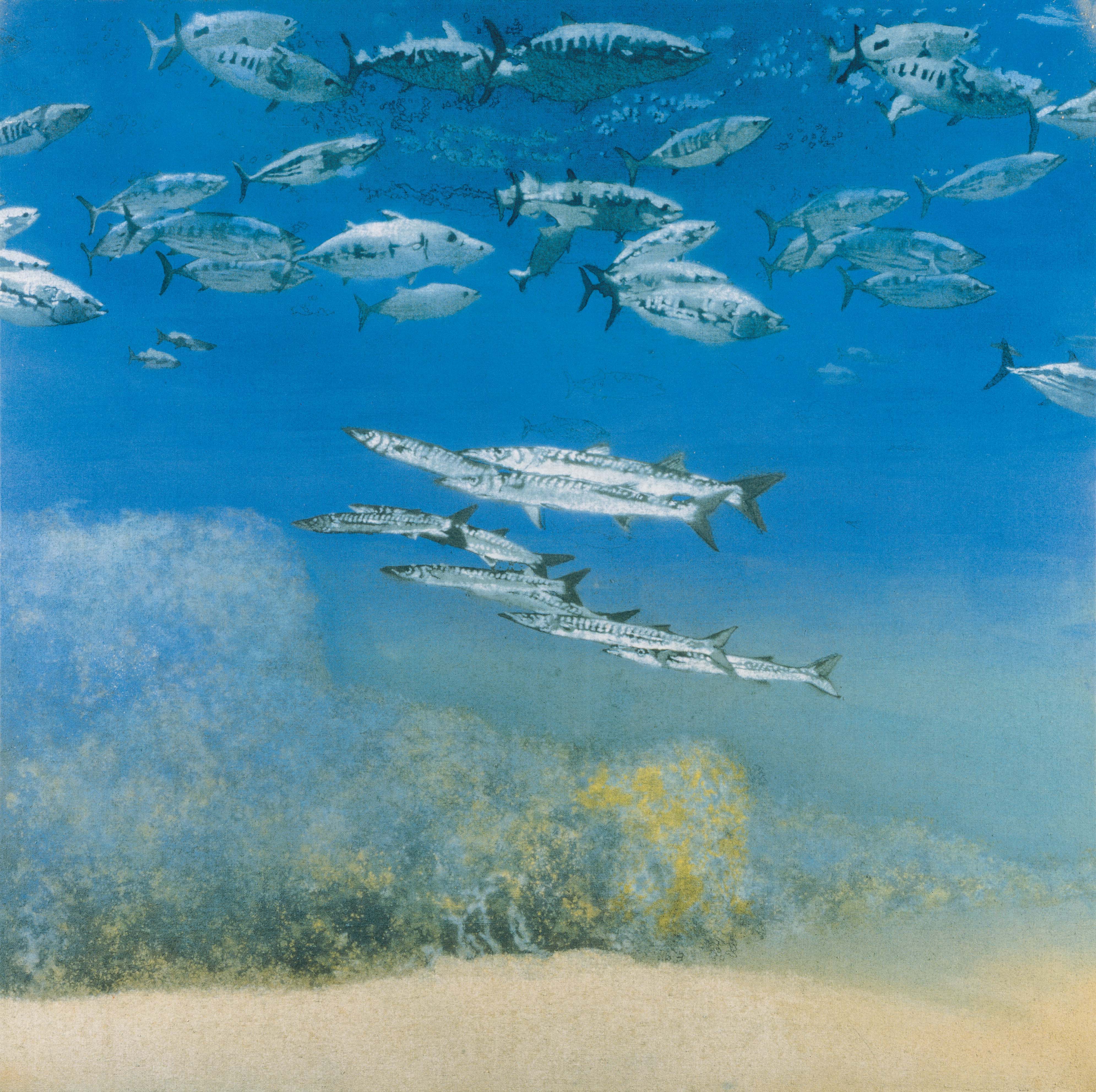 School IV: Barracuda under Skipjack Tuna (1978), Michael Andrews