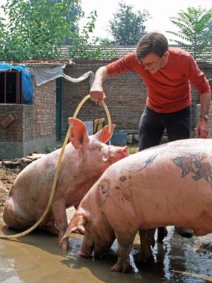 Ant Farm at Yang Zhen (Beijing), China (2003–10), Wim Delvoye. Courtesy Studio Wim Delvoye, Belgium