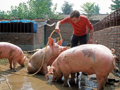 Ant Farm at Yang Zhen (Beijing), China (2003–10), Wim Delvoye. Courtesy Studio Wim Delvoye, Belgium
