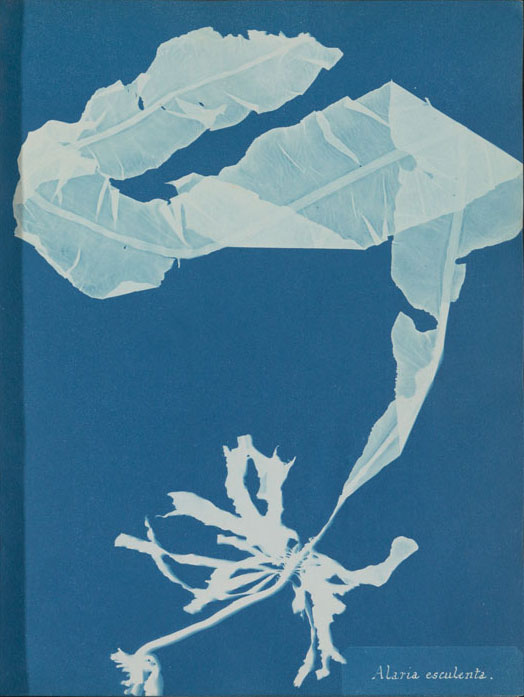 Algae (1843–53), Annie Atkins