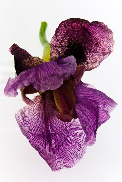 Iris © Givaudan