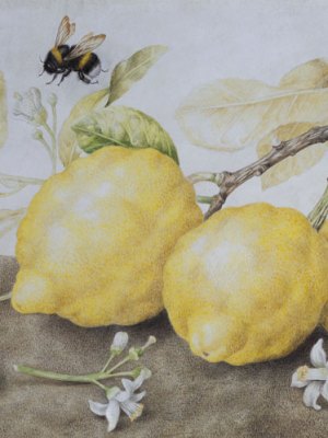 Still Life with Lemons (late 1640s), Giovanna Garzoni. Galerie Sanct Lucas