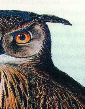 Eagle Owl, Edward Lear.