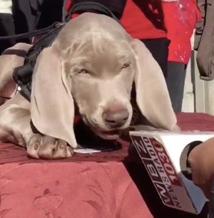 Life of Riley: the MFA mutt makes his first media appearance