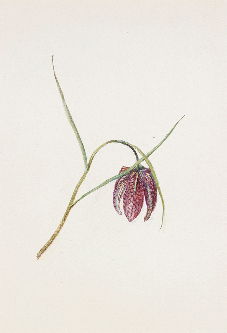 Snake’s-Head Fritillary