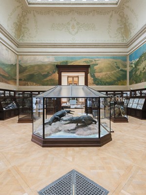 The Crocodile Room in the Africa Museum, Tervuren.