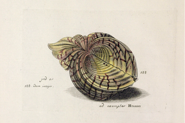 Shell company – how a family of naturalists captured marine life