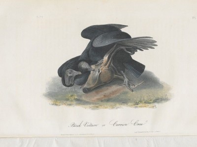 The Birds of America, from drawings made in the United States and their territories (1840–44), John James Audubon.