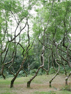 Ash Dome (1977–ongoing), David Nash.