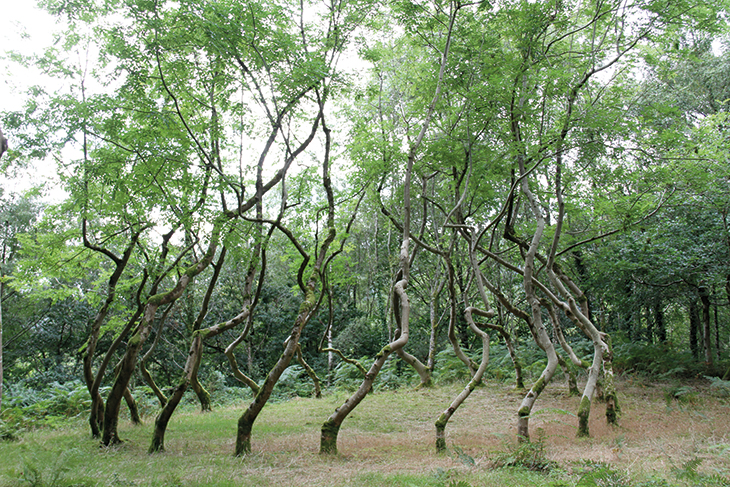 Ash Dome (1977–ongoing), David Nash.