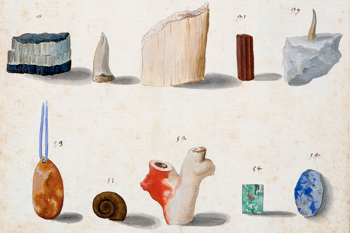 Pelicans, fossils and fingered lemons – recreating the paper museum of Cassiano dal Pozzo