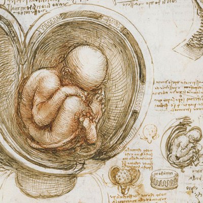 The fetus in the womb (detail; c. 1511), Leonardo da Vinci.