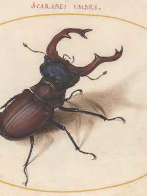 Elements, Ignis’ (c. 1575/80), Joris Hoefnagel. National Gallery of Art, Washington, D.C.