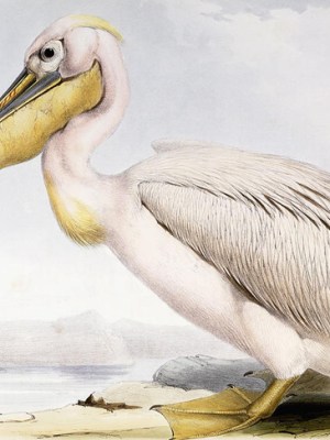 Great White Pelican (Pelecanus onocrotalus), by Edward Lear, from 'The Birds of Europe', by John Gould.