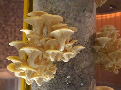 Mushroom installation at V&A