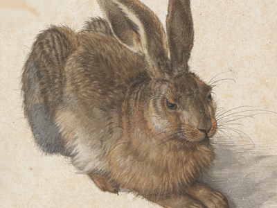 Young Hare (detail; 1502), Albrecht Dürer. Image: © The Albertina Museum, Vienna