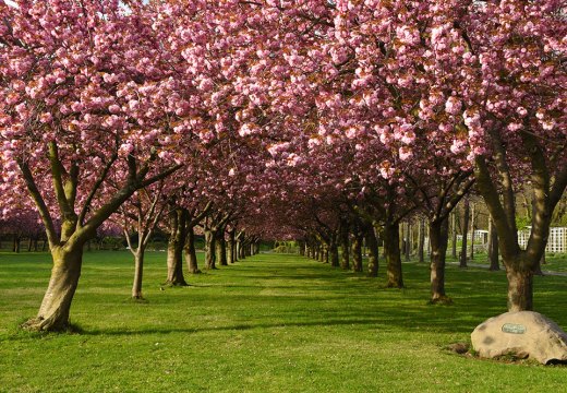 Prunus ‘Kanzan’ (flowering cherry cultivar) on Cherry Esplanade.