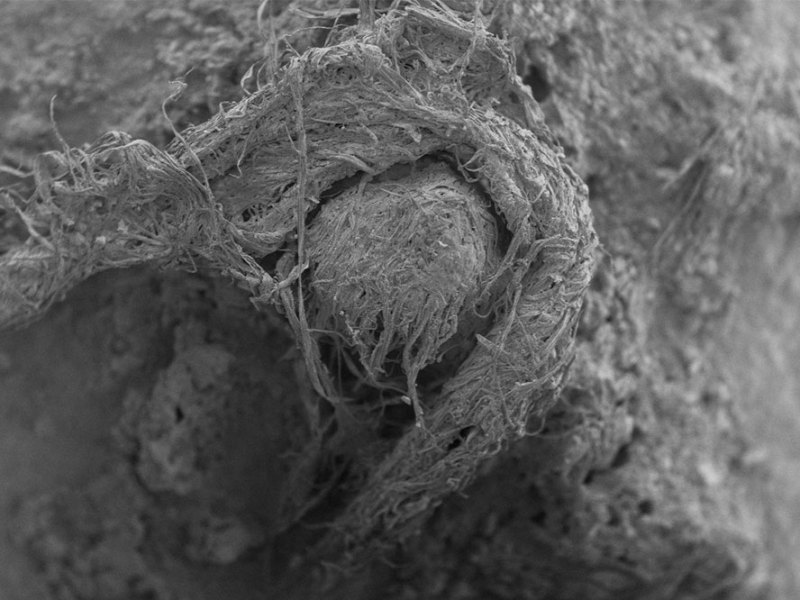 A scanning electron micrograph (SEM) of the cord fragment found at Abri du Maras.