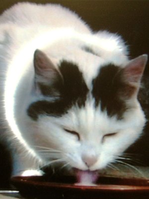 Büsi (video still; 2001), Peter Fischli and David Weiss.