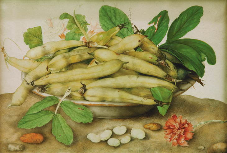 Plate of Fava Beans with a Carnation (c. 1655–62), Giovanna Garzoli.