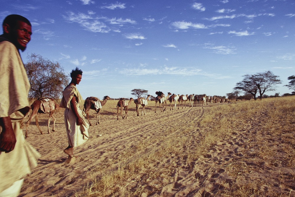 Dromedary camels, loaded with slabs of salt, on caravan route, Timbuktu, Mali (1971), Eliot Elisofon.
