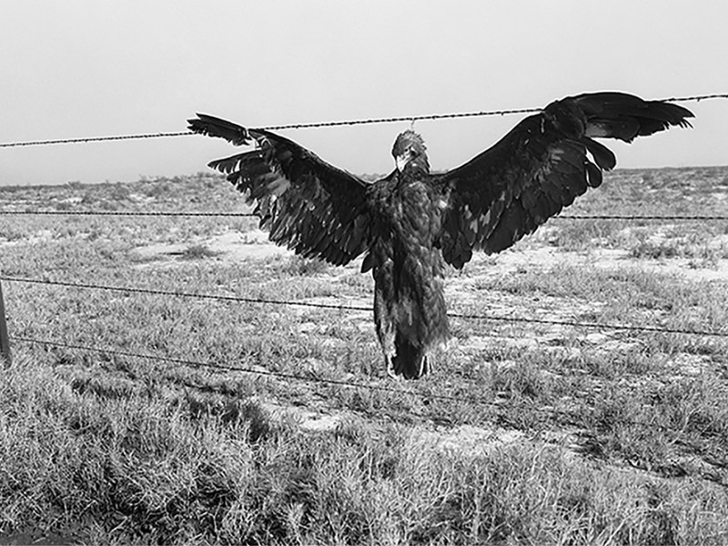 Dorothea Lange, from ‘Day Sleeper’ by Dorothea Lange and Sam Contis (detail), Library of Congress. Courtesy MACK