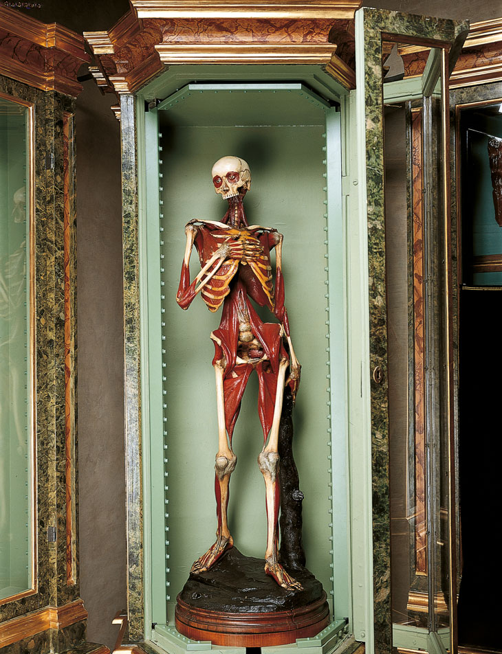Anatomical waxworks in Bologna Apollo Magazine