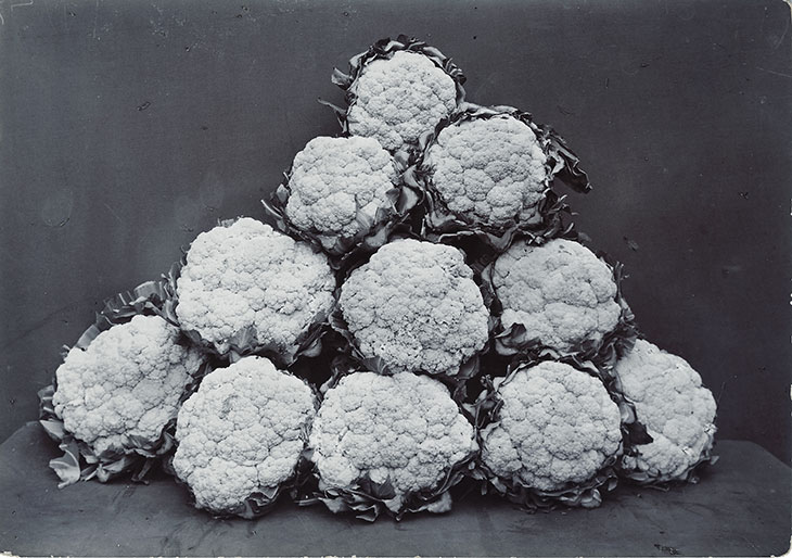 Broccoli Leamington (c. 1895–1910), Charles Jones. Courtesy Sean Sexton. Photo: © Dulwich Picture Gallery