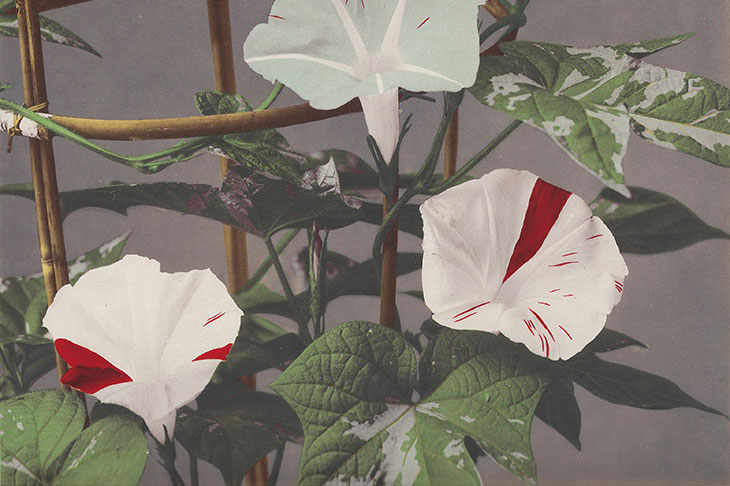 ‘This is a wildflower meadow of an exhibition’ – a paean to plants at Dulwich Picture Gallery