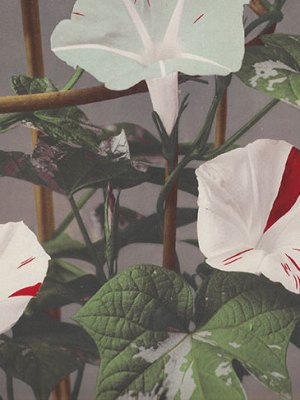 Morning Glory (detail), from Some Japanese Flowers (c. 1894), Kazumasa Ogawa.