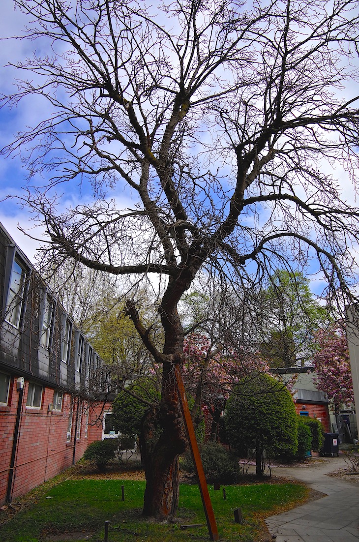 The Bethnal Green mulberry tree. 