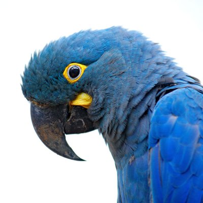 Bird’s eye – Lear’s macaw in its natural habitat.