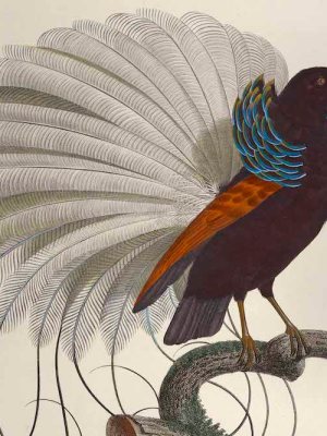 Plate 16 from Histoire naturelle des oiseaux de paradis et des rolliers, Volume 1 (detail; 1806), illustrated by François Le Vaillant.