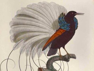 Plate 16 from Histoire naturelle des oiseaux de paradis et des rolliers, Volume 1 (detail; 1806), illustrated by François Le Vaillant.