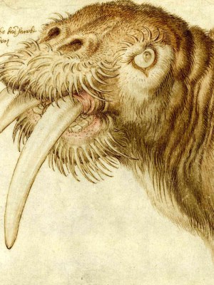 Head of a walrus (1521), Albrecht Dürer.