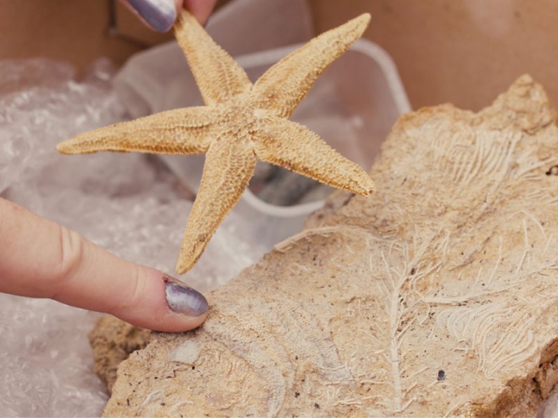 Courtesy Natural History Museum