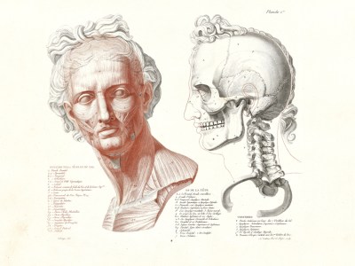 Head of the Apollo Belvedere, Rendered Anatomically (1812), Nikolaj Utkin after Jean-Galbert Salvage. Getty Research Institute, Los Angeles