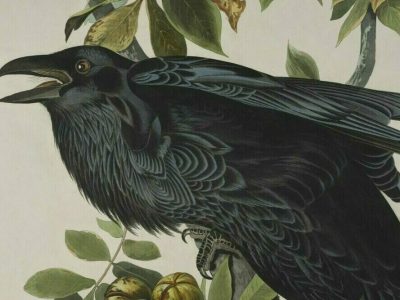 Lord of the wings – how Audubon’s career got off to a flying start