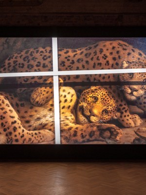 Amie Siegel Bloodlines video installation view