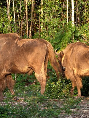Bison at the Wildwood Trust nature reserve in Kent on 18 July 2022.