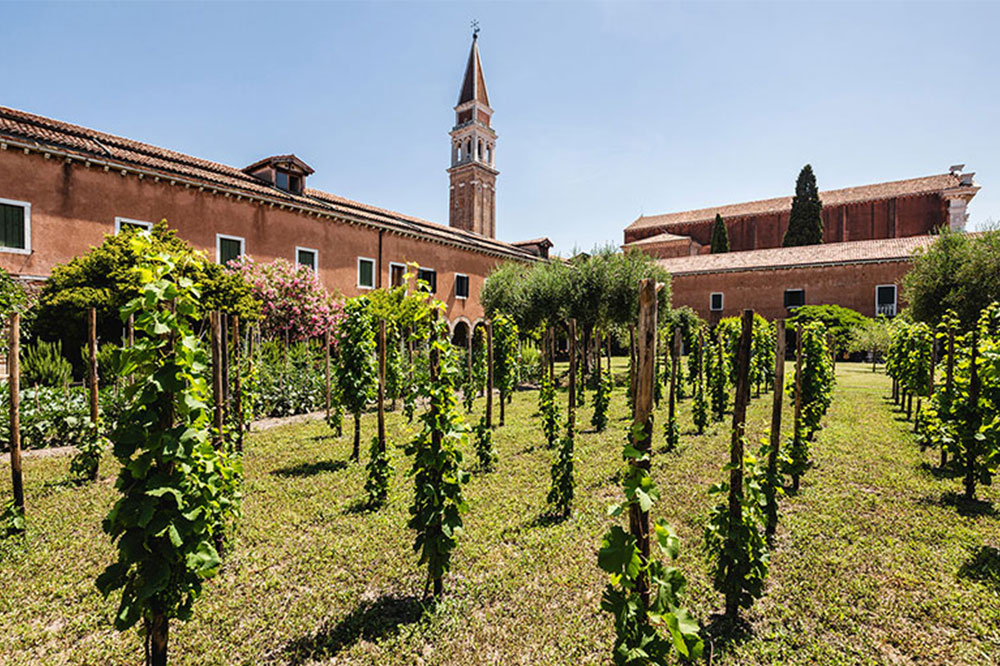 Making wine in Venice is a very exclusive affair